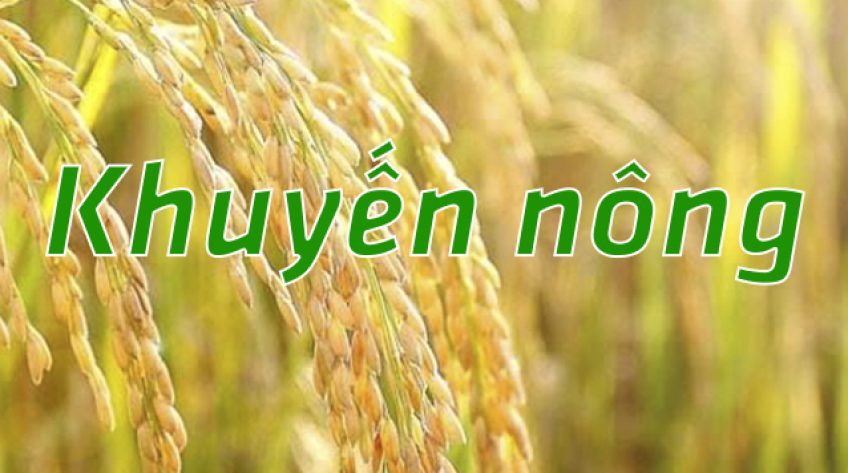 Khuyến nông - 06/03/2019