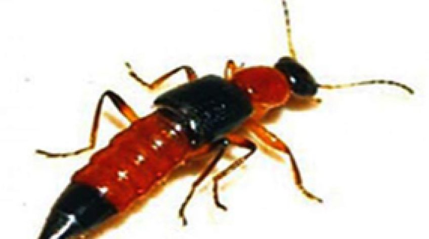 Cảnh báo kiến ba khoang vào mùa