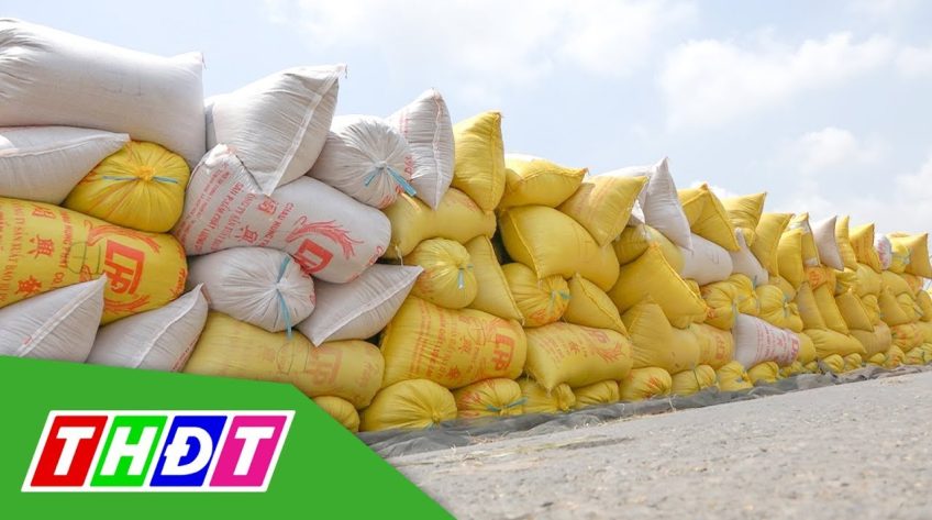 Lúa nằm đường chờ thương lái đến thu mua