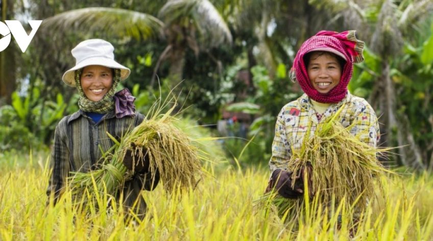 Campuchia xuất khẩu 3,1 triệu tấn thóc sang Việt Nam, tăng hơn 75% so với cùng kỳ
