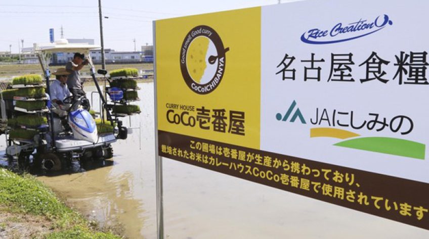 Không còn ưu tiên gạo ngon, nông dân Nhật chuyển sang trồng lúa cao sản