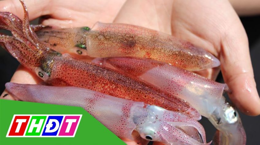 Mực nhảy - Đặc sản khó cưỡng khi đến Hà Tĩnh