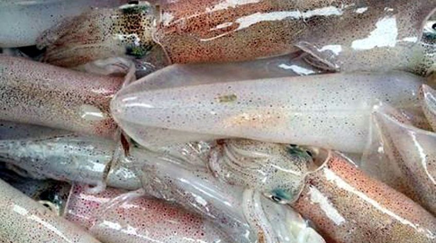 Tây Ban Nha tăng nhập khẩu mực, bạch tuộc từ Việt Nam