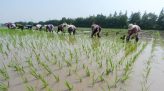 Tuần hàng cá tra, basa và đặc sản Đồng Tháp tại Hà Nội