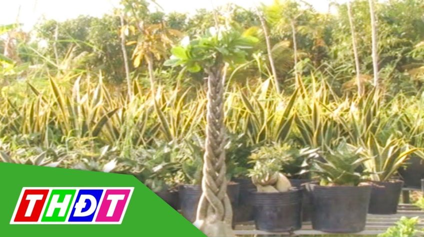 Những cây sứ có hình bím tóc phụ nữ tại Làng hoa Sa Đéc