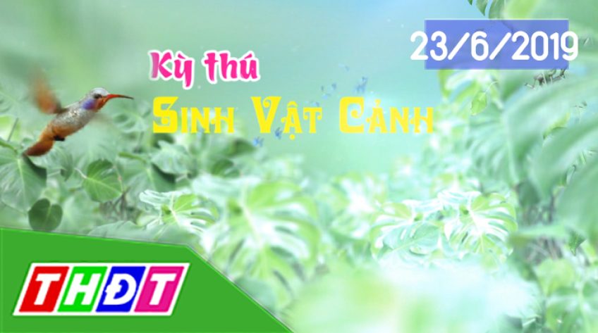 Kỳ thú sinh vật cảnh - 23/6/2019: Kiểng cổ thụ tiền tỷ