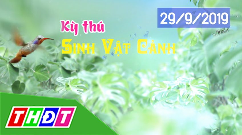 Kỳ thú sinh vật cảnh - Kỳ 17: Làm đẹp thú cưng