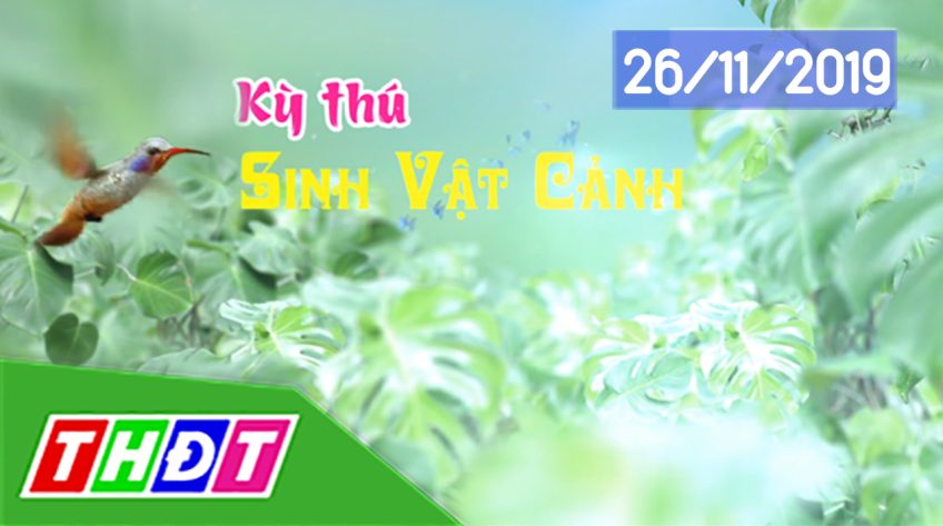 Kỳ thú sinh vật cảnh - 26/11/2019: Độc đáo cây cảnh dây đồng