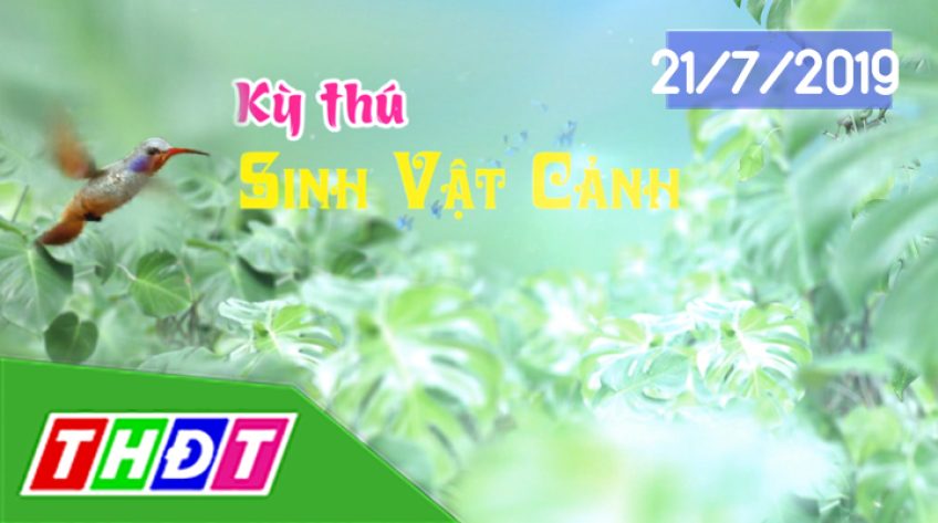 Kỳ thú sinh vật cảnh - 21/7/2019