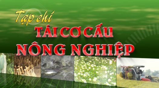 Tái cơ cấu nông nghiệp - 16/11/2025: Hệ sinh thái cho nông nghiệp hữu cơ