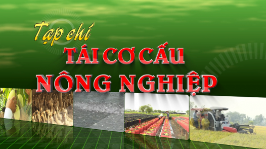 Tái cơ cấu nông nghiệp - 23/6/2024: 3 năm TCCNN Tháp Mười giai đoạn mới