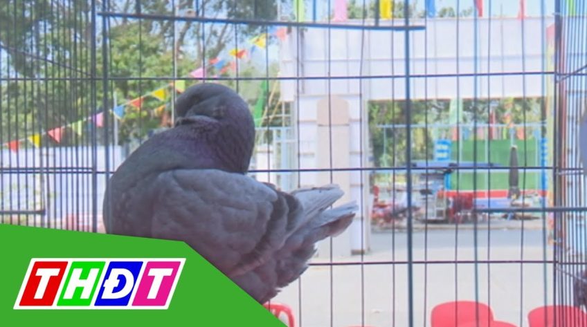 Nghệ nhân nhiều tỉnh thành đến TP. Sa Đéc đọ sắc chim bồ câu
