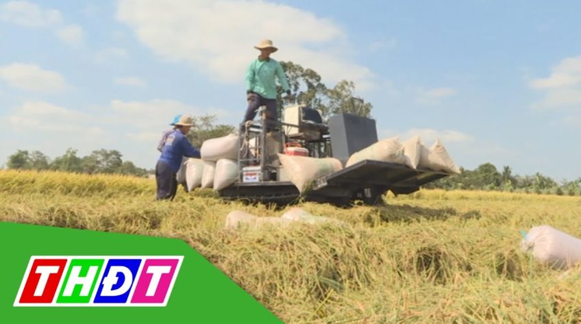 Đồng Tháp: Nông dân thu hoạch lúa đầu năm