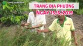 Trang tin địa phương - Thứ Năm, 20/6/2019 - Huyện Tam Nông