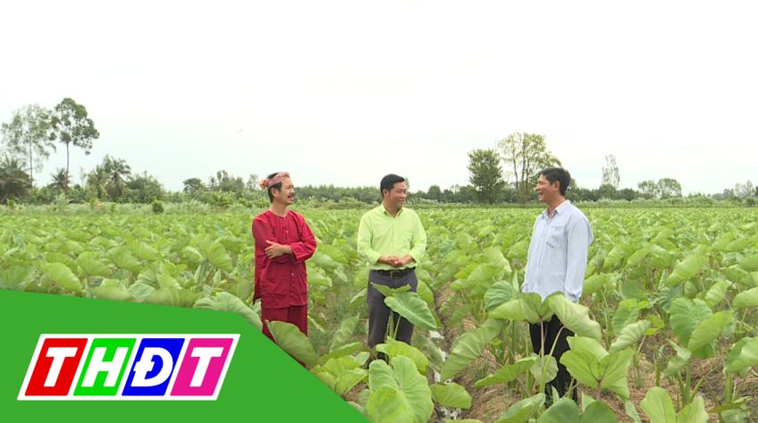Tiếp sức cùng nông dân - 03/11/2020 - Kỳ 33: Trồng khoai môn cho thu nhập cao