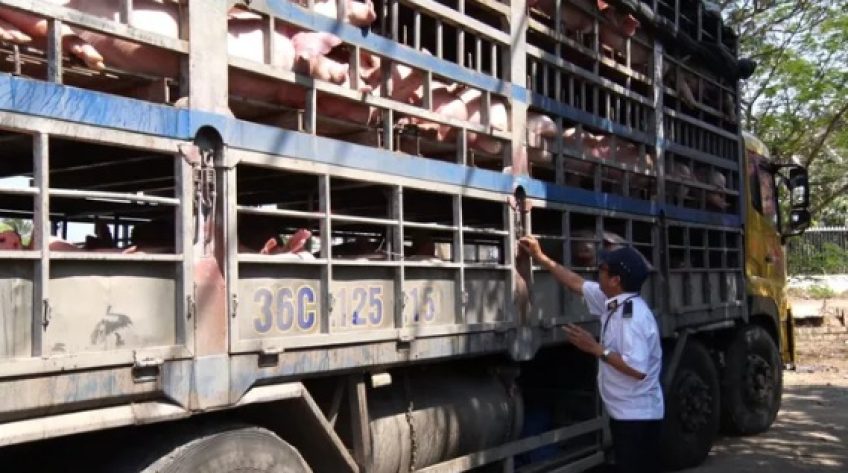 Tập trung ngăn chặn tình trạng vận chuyển lợn qua biên giới