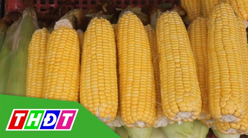 Cuối vụ, giá bắp trái tăng mạnh