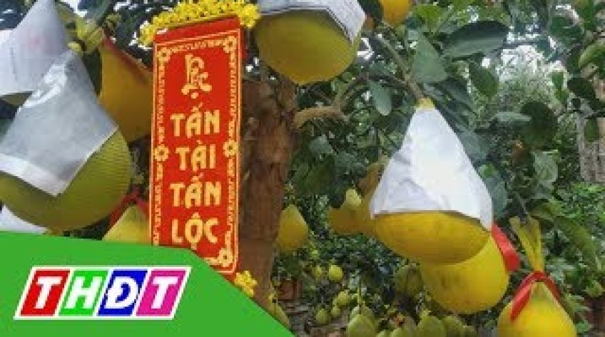 Bưởi diễn chưng Tết giá 70-80 triệu đồng/cây 