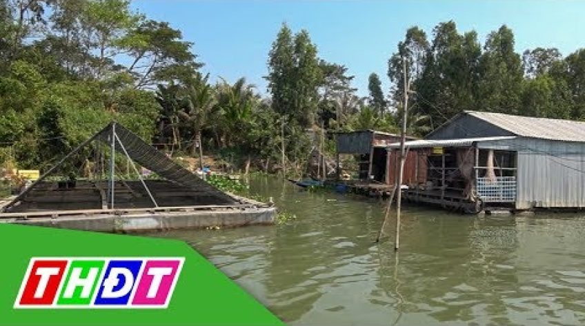 Người nuôi cá bè gặp khó vì mực nước thấp