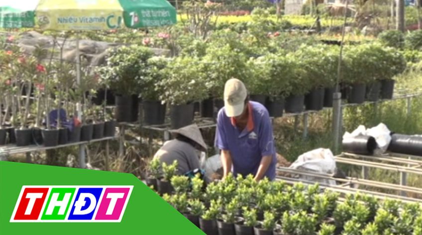 Nông dân Sa Đéc khởi động sản xuất cây công trình sau tết