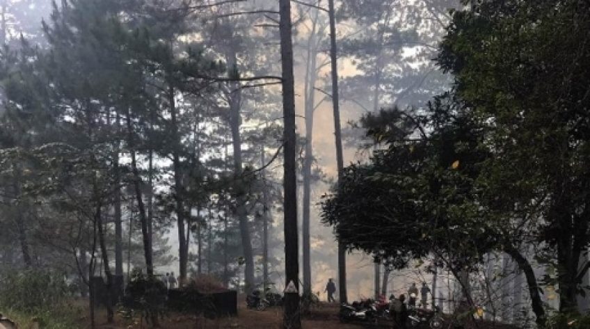 Hàng trăm người dập đám cháy rừng trên đèo Prenn ở Đà Lạt