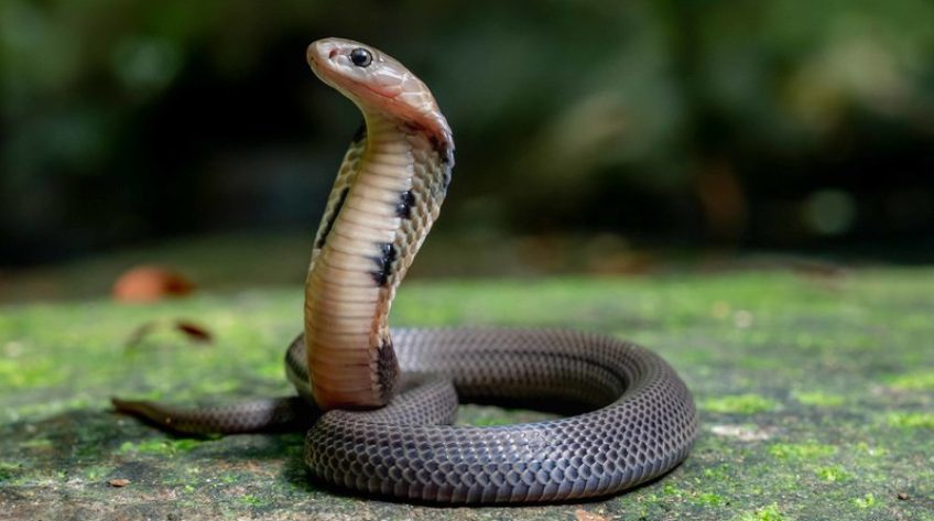 Loài rắn tại Trung Quốc có thể là nguồn phát tán virus corona mới