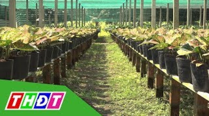 Nhà chùa trồng hoa kiểng, thu lợi nhuận làm từ thiện