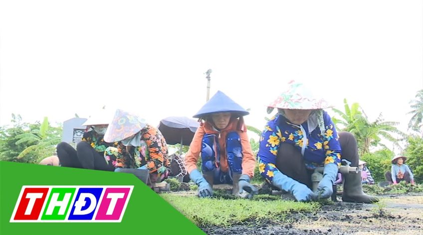 Cỏ nhung tăng giá, người trồng phấn khởi