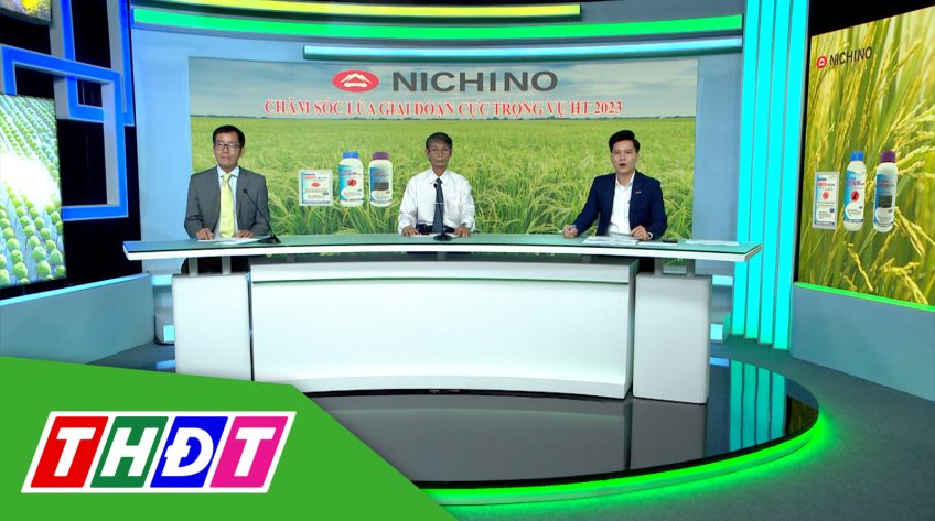 Tư vấn Khuyến nông - 5/6/2023 - Chăm sóc lúa giai đoạn cực trọng vụ Hè thu 2023