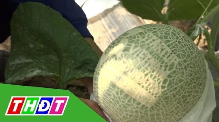 Đồng Tháp: Thu hoạch dưa lưới khắc chữ thư pháp Tết