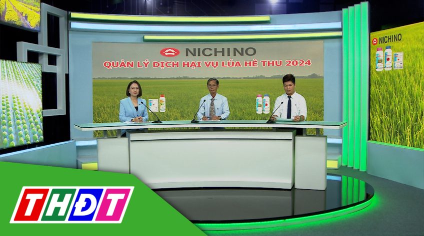 Tư vấn khuyến nông - 10/6/2024 - Quản lý dịch hại vụ lúa Hè thu 2024