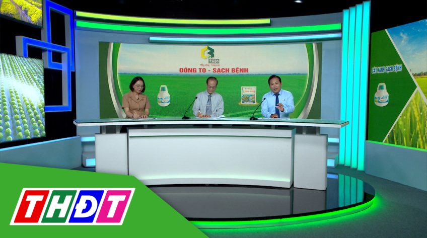 Tư vấn khuyến nông - 15/5/2023 - Đòng to - Sạch bệnh