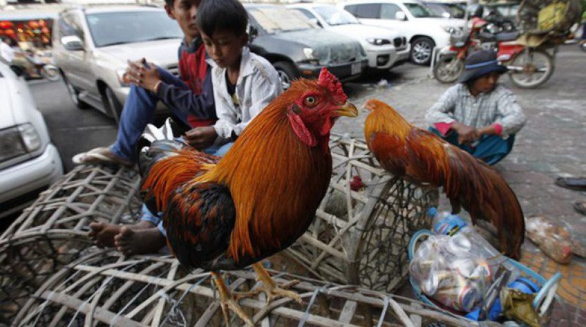 Cúm gia cầm chủng H5N6 bùng phát tại Campuchia