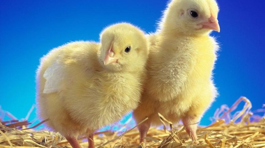 Cần Thơ xuất hiện đàn gà 1.500 con dương tính với H5N1