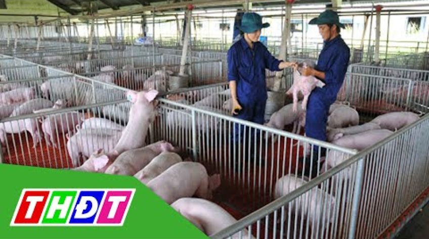 Hạ giá heo hơi xuống 70.000đ/kg từ ngày 1/4