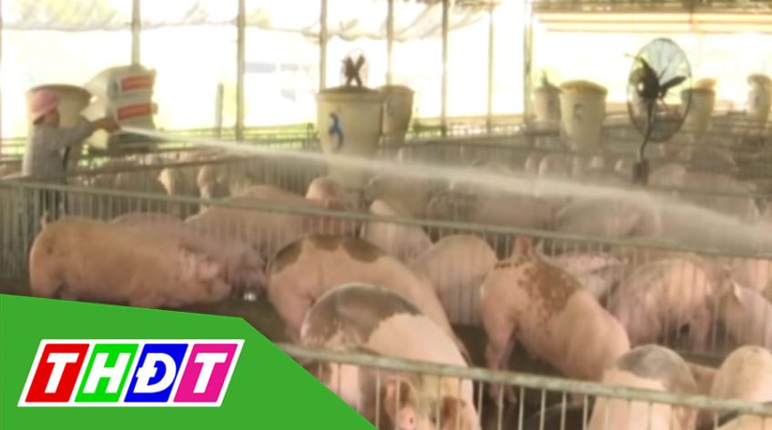 Đồng Tháp: Ban hành công văn hướng dẫn tái đàn heo