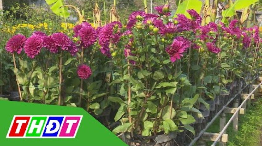 Ứng dụng công nghệ nhân giống hoa chủ lực tại Làng hoa Sa Đéc