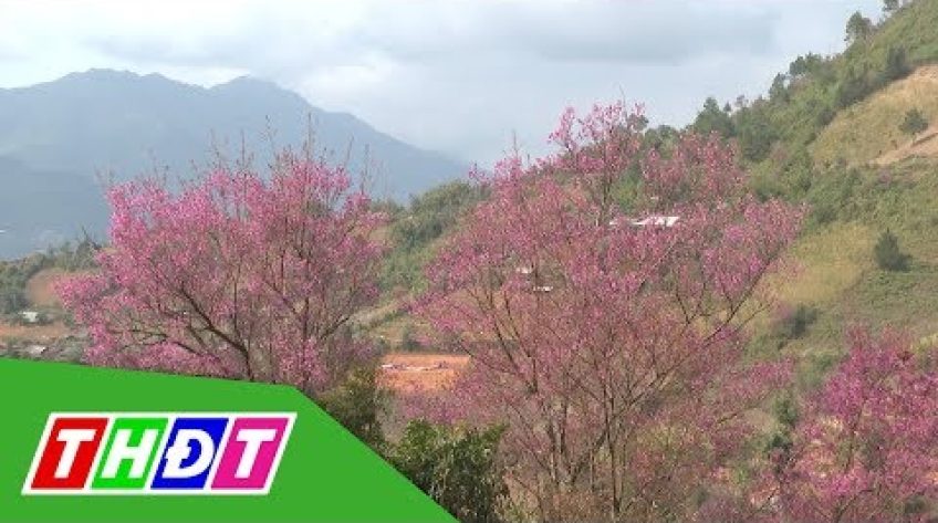 Sắc hoa đào rừng ở vùng cao Mù Cang Chải