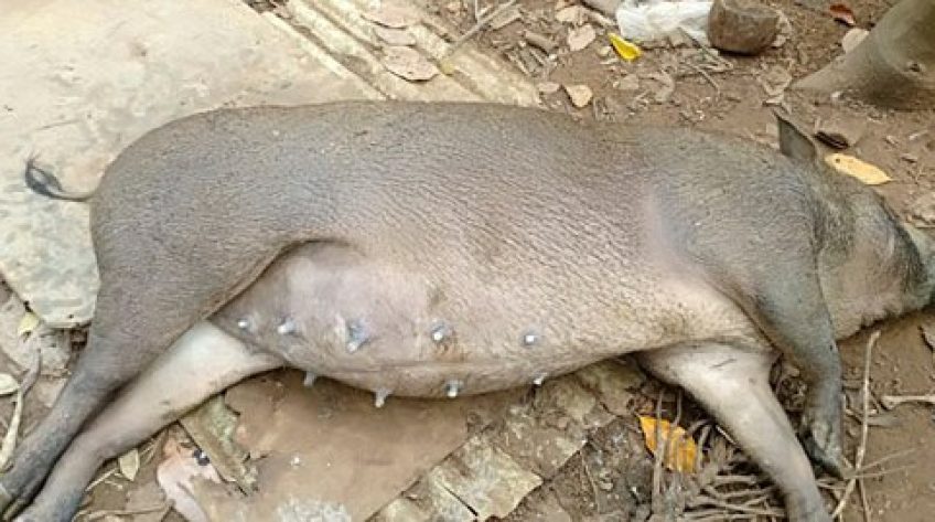 Dịch tả heo châu Phi xuất hiện tại Bà Rịa – Vũng Tàu