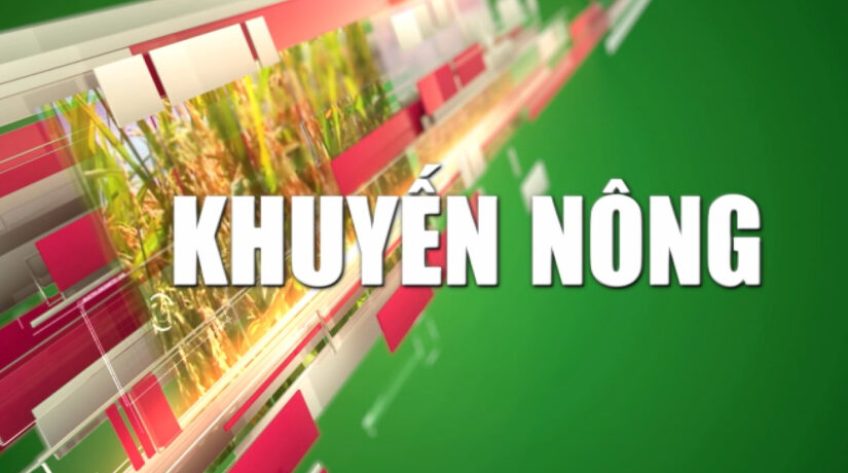 Khuyến nông - 11/10/2025: Nuôi trữ cá 1 đồng