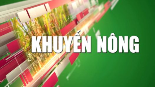 Khuyến nông - 22/11/2025: Bệnh chết ngược cành sầu riêng
