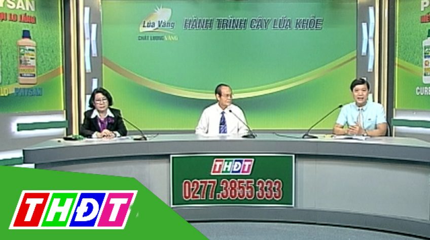 Tư vấn khuyến nông  - 17/01/2019:  Lúa trổ rộ, trúng mùa vàng