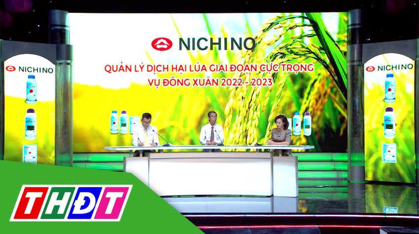 Tư vấn Khuyến nông - 8/1/2023 - Quản lý dịch hại lúa giai đoạn cực trọng vụ Đông Xuân