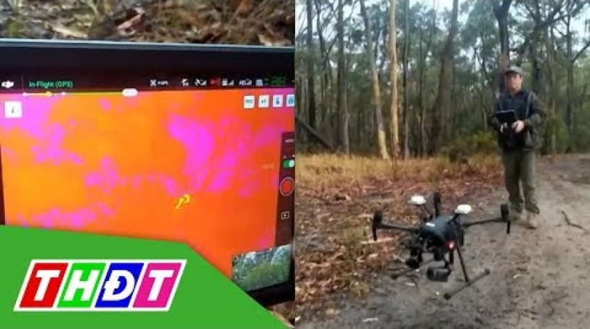Australia: Ứng dụng công nghệ mới hỗ trợ loài Koala
