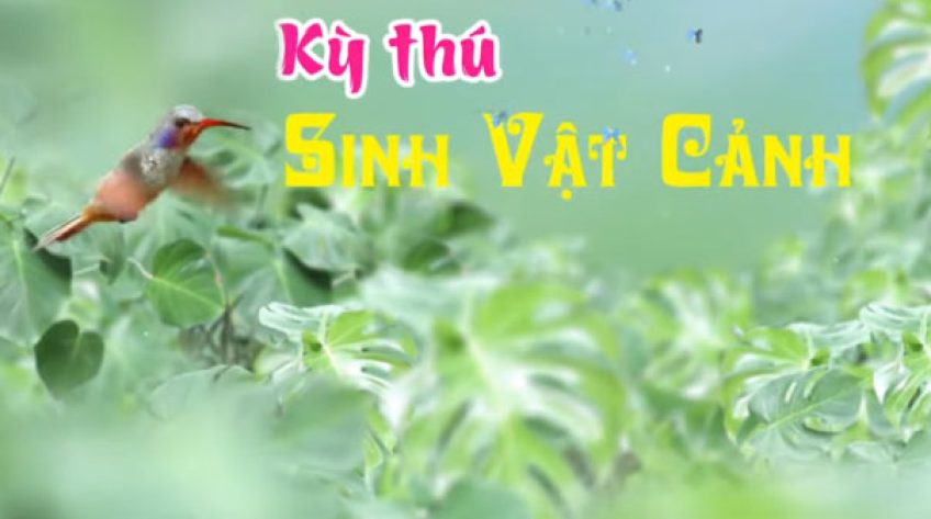 Kỳ thú sinh vật cảnh - 06/11/2019