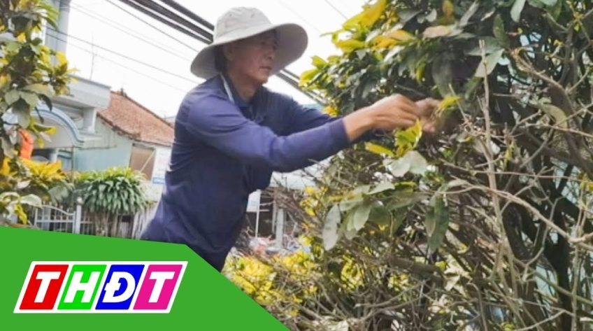Đồng Tháp: Lặt lá Mai thuê kiếm 200.000 đồng/ngày