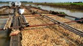Nguy cơ cao lây lan dịch tả heo châu Phi từ việc vận chuyển nhỏ lẻ