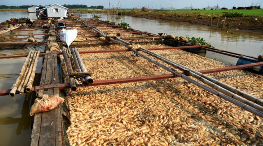Cá lồng bè chết trắng sông La Ngà đã lên đến gần 1.000 tấn