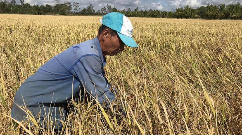 Chính phủ sẽ bàn việc tiêu thụ lúa cho nông dân