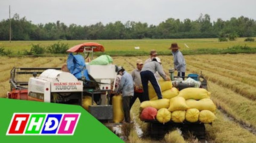 Giá lúa đang nhích lên